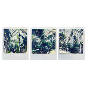 Will Claridge - Botan botanics - Triptych