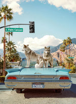 Paul Fuentes - Wolves of Palm Springs